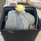 #EC311 Blaise’s EXACT Cactus Specimens
