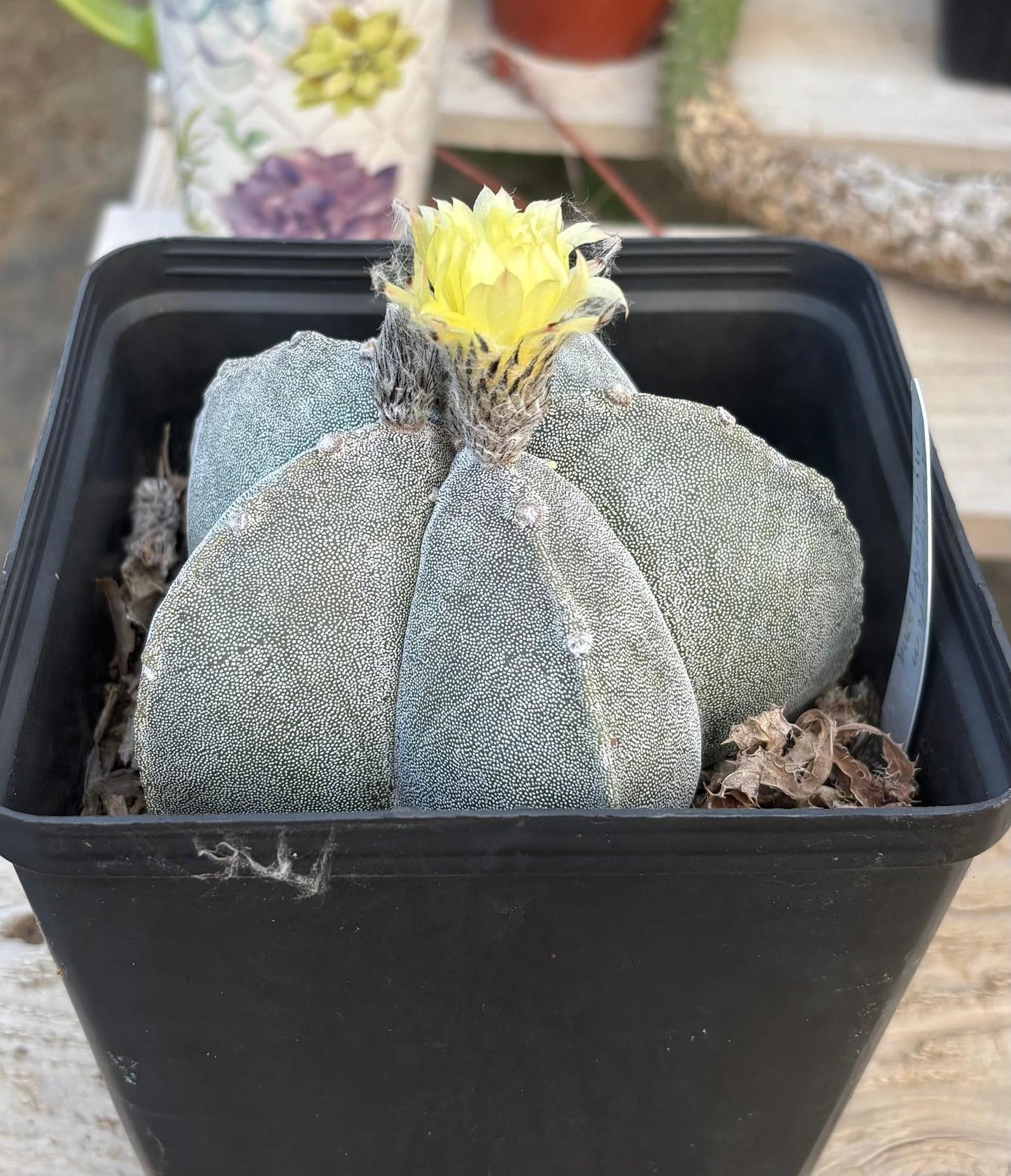 #EC311 Blaise’s EXACT Cactus Specimens