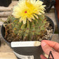 #EC311 Blaise’s EXACT Cactus Specimens