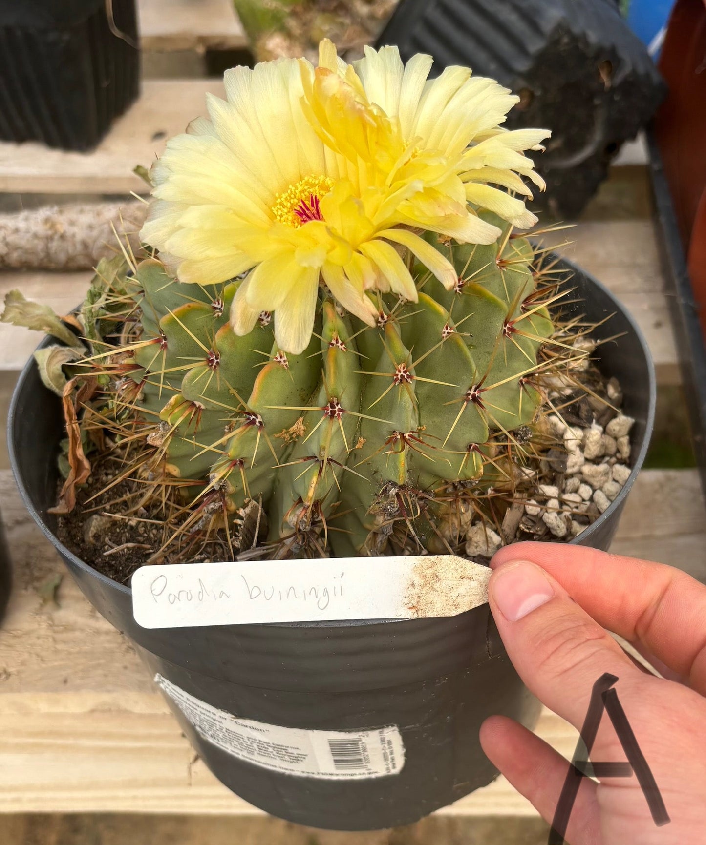 #EC311 Blaise’s EXACT Cactus Specimens