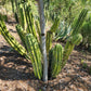#EC32 EXACT Trichocereus Bridgesii Jada Beyond Cactus Cuttings