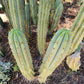 #EC32 EXACT Trichocereus Bridgesii Jada Beyond Cactus Cuttings