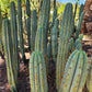 #EC32 EXACT Trichocereus Bridgesii Jada Beyond Cactus Cuttings