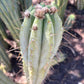#EC32 EXACT Trichocereus Bridgesii Jada Beyond Cactus Cuttings