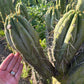 #EC32 EXACT Trichocereus Bridgesii Jada Beyond Cactus Cuttings