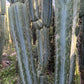 #EC32 EXACT Trichocereus Bridgesii Jada Beyond Cactus Cuttings