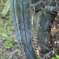 #EC32 EXACT Trichocereus Bridgesii Jada Beyond Cactus Cuttings