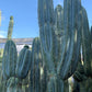 #EC32 EXACT Trichocereus Bridgesii Jada Beyond Cactus Cuttings