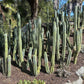 #EC32 EXACT Trichocereus Bridgesii Jada Beyond Cactus Cuttings