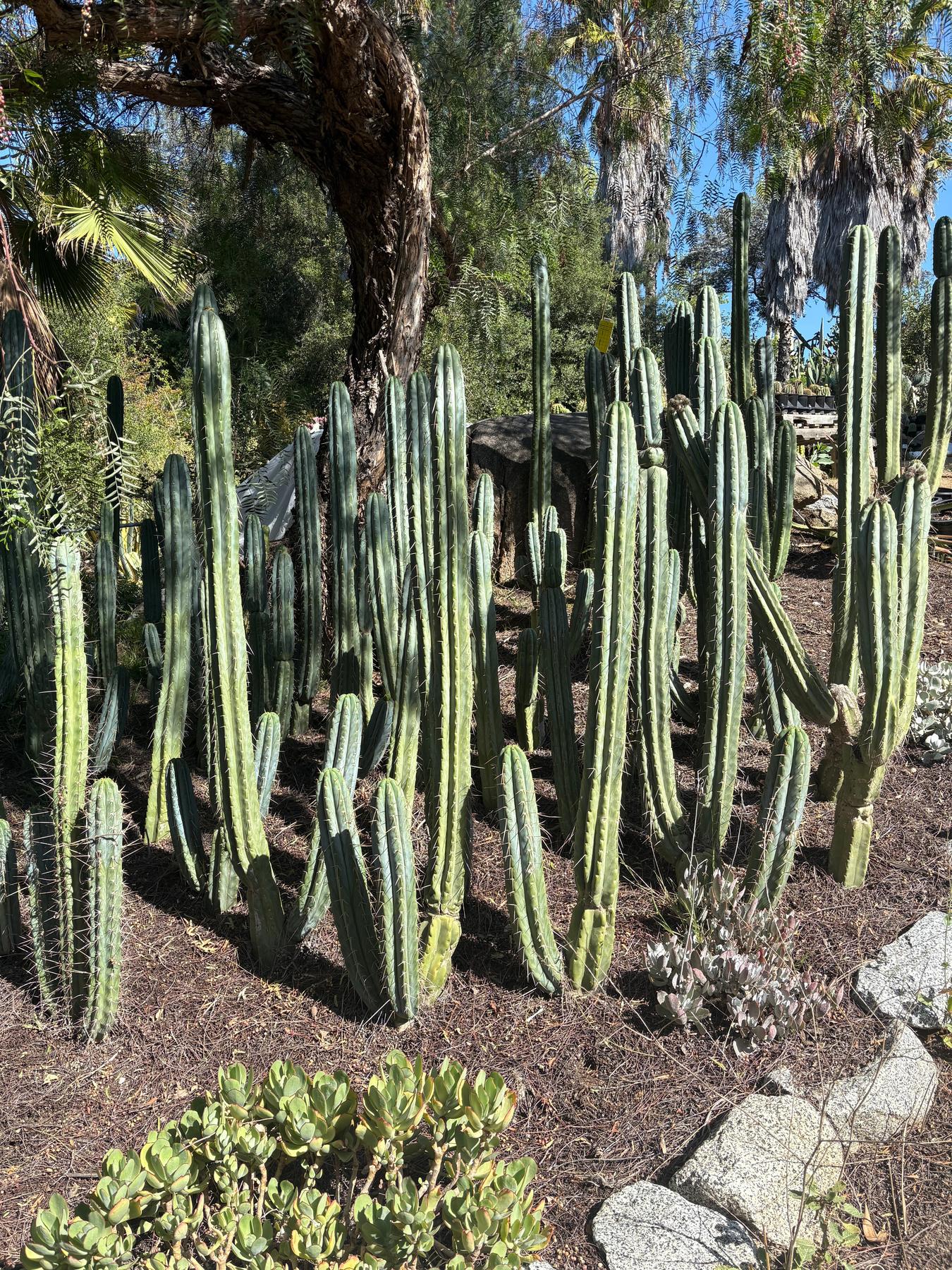 #EC32 EXACT Trichocereus Bridgesii Jada Beyond Cactus Cuttings