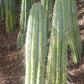 #EC32 EXACT Trichocereus Bridgesii Jada Beyond Cactus Cuttings