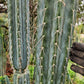 #EC32 EXACT Trichocereus Bridgesii Jada Beyond Cactus Cuttings
