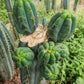 #EC32 EXACT Trichocereus Bridgesii Jada Beyond Cactus Cuttings
