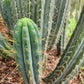 #EC32 EXACT Trichocereus Bridgesii Jada Beyond Cactus Cuttings