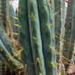 #EC32 EXACT Trichocereus Bridgesii Jada Beyond Cactus Cuttings