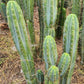 #EC32 EXACT Trichocereus Bridgesii Jada Beyond Cactus Cuttings