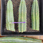 #EC32 EXACT Trichocereus Bridgesii Jada Beyond Cactus Cuttings