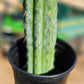 #EC32 EXACT Trichocereus Bridgesii Jada Beyond Cactus Cuttings