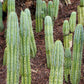 #EC32 EXACT Trichocereus Bridgesii Jada Beyond Cactus Cuttings