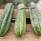 #EC36 EXACT Trichocereus Pachanoi Peruvianus NOID cactus cuttings