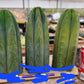 #EC36 EXACT Trichocereus Pachanoi Peruvianus NOID cactus cuttings