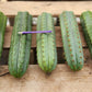 #EC36 EXACT Trichocereus Pachanoi Peruvianus NOID cactus cuttings
