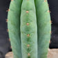 #EC36 EXACT Trichocereus Pachanoi Peruvianus NOID cactus cuttings