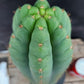 #EC36 EXACT Trichocereus Pachanoi Peruvianus NOID cactus cuttings
