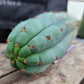 #EC36 EXACT Trichocereus Pachanoi Peruvianus NOID cactus cuttings