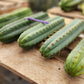 #EC36 EXACT Trichocereus Pachanoi Peruvianus NOID cactus cuttings