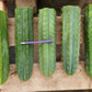 #EC36 EXACT Trichocereus Pachanoi Peruvianus NOID cactus cuttings