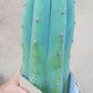 #EC36 EXACT Trichocereus Pachanoi Peruvianus NOID cactus cuttings
