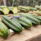 #EC36 EXACT Trichocereus Pachanoi Peruvianus NOID cactus cuttings