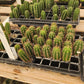#EC377 EXACT Trichocereus Hybrid Seedling Mixed 6 Pack of Cactus 3-5”