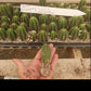 #EC377 EXACT Trichocereus Hybrid Seedling Mixed 6 Pack of Cactus 3-5”