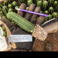 #EC377 EXACT Trichocereus Hybrid Seedling Mixed 6 Pack of Cactus 3-5”