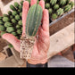 #EC377 EXACT Trichocereus Hybrid Seedling Mixed 6 Pack of Cactus 3-5”