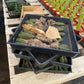 #EC377 EXACT Trichocereus Hybrid Seedling Mixed 6 Pack of Cactus 3-5”