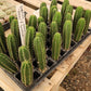#EC377 EXACT Trichocereus Hybrid Seedling Mixed 6 Pack of Cactus 3-5”