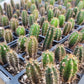 #EC377 EXACT Trichocereus Hybrid Seedling Mixed 6 Pack of Cactus 3-5”