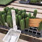 #EC377 EXACT Trichocereus Hybrid Seedling Mixed 6 Pack of Cactus 3-5”