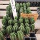 #EC377 EXACT Trichocereus Hybrid Seedling Mixed 6 Pack of Cactus 3-5”