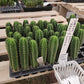 #EC377 EXACT Trichocereus Hybrid Seedling Mixed 6 Pack of Cactus 3-5”