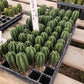 #EC377 EXACT Trichocereus Hybrid Seedling Mixed 6 Pack of Cactus 3-5”