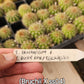 #EC377 EXACT Trichocereus Hybrid Seedling Mixed 6 Pack of Cactus 3-5”