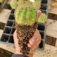 #EC377 EXACT Trichocereus Hybrid Seedling Mixed 6 Pack of Cactus 3-5”