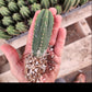 #EC377 EXACT Trichocereus Hybrid Seedling Mixed 6 Pack of Cactus 3-5”