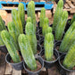 #EC43 Trichocereus Pachanoi ECK Cactus Potted and Cuttings