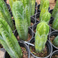 #EC43 Trichocereus Pachanoi ECK Cactus Potted and Cuttings