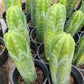 #EC43 Trichocereus Pachanoi ECK Cactus Potted and Cuttings